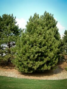 Сосна Чёрная (Pinus Nigra) купить по цене от 270.00р. в интернет-магазине «Посадика» с доставкой почтой в в Нижняя Турае и по всей России – [изображение №1].