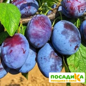 Слива Чачакская ранняя купить по цене от 229.00р. в интернет-магазине «Посадика» с доставкой почтой в в Нижняя Турае и по всей России – [изображение №1].