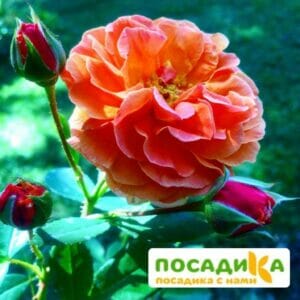 Роза Арабия купить по цене от 350.00р. в интернет-магазине «Посадика» с доставкой почтой в в Нижняя Турае и по всей России – [изображение №1].