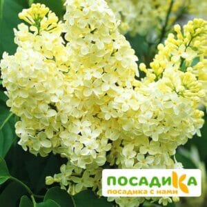 Сирень Примроуз (Primrose) купить по цене от 529.00р. в интернет-магазине «Посадика» с доставкой почтой в в Нижняя Турае и по всей России – [изображение №1].