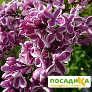 Сирень Сенсация купить по цене от 529.00р. в интернет-магазине «Посадика» с доставкой почтой в в Нижняя Турае и по всей России – [изображение №1].