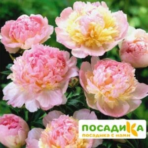 Пион Распберри Сандей (Paeonia Raspberry Sundae) купить по цене от 959р. в интернет-магазине «Посадика» с доставкой почтой в в Нижняя Турае и по всей России – [изображение №1].