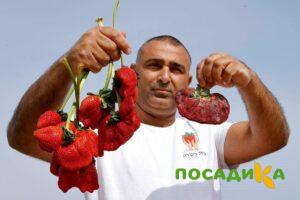 Клубника Гигант Джорнея купить по цене от 266р. в интернет-магазине «Посадика» с доставкой почтой в в Нижняя Турае и по всей России – [изображение №1].
