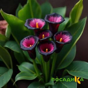 Калла Аура Лейс купить по цене от 400р. в интернет-магазине «Посадика» с доставкой почтой в в Нижняя Турае и по всей России – [изображение №1].