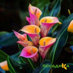 Калла Оникс купить по цене от 450р. в интернет-магазине «Посадика» с доставкой почтой в в Нижняя Турае и по всей России – [изображение №1].