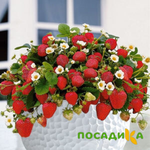 Клубника Рубиновый Шепот (горшечная) купить по цене от 240р. в интернет-магазине «Посадика» с доставкой почтой в в Нижняя Турае и по всей России – [изображение №1].