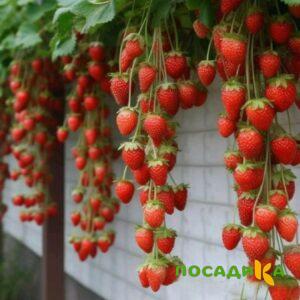 Клубника вьющаяся Комплимент купить по цене от 470р. в интернет-магазине «Посадика» с доставкой почтой в в Нижняя Турае и по всей России – [изображение №1].