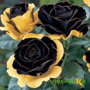 Роза Ханни Сикл купить по цене от 700р. в интернет-магазине «Посадика» с доставкой почтой в в Нижняя Турае и по всей России – [изображение №1].