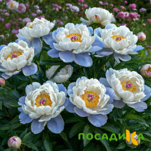 Пион акварельный Этюд купить по цене от 806р. в интернет-магазине «Посадика» с доставкой почтой в в Нижняя Турае и по всей России – [изображение №1].