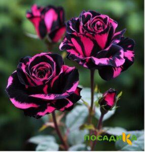 Роза Багровый Шепот купить по цене от 366р. в интернет-магазине «Посадика» с доставкой почтой в в Нижняя Турае и по всей России – [изображение №1].