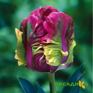 Тюльпан Экзотик Хэвен купить по цене от 186р. в интернет-магазине «Посадика» с доставкой почтой в в Нижняя Турае и по всей России – [изображение №1].